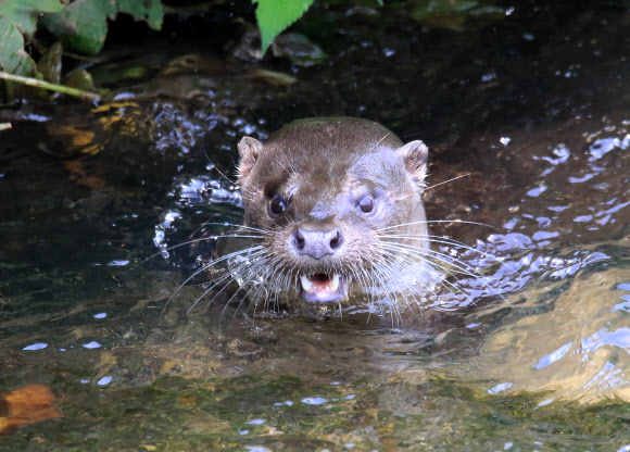 물고기 사냥한 수달