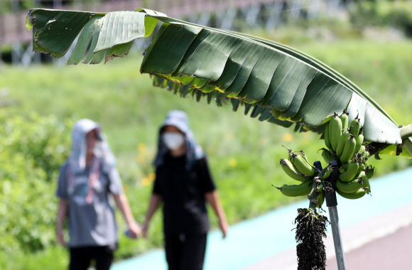 더위의 역설…강원도에서 바나나가 자라네