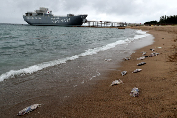 영덕 장사리 해변에 쌓인 폐사 참치