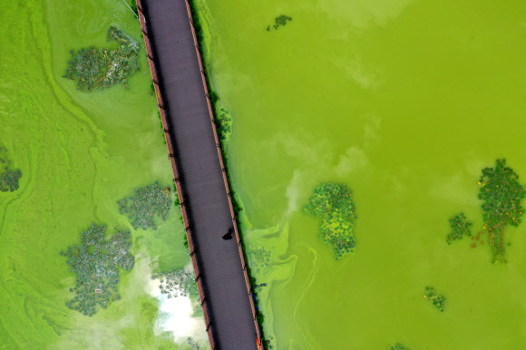 ‘전국에 폭염 특보…녹조 가득한 저수지’
