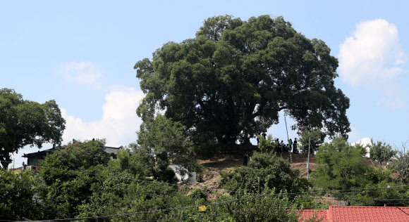 ‘이상한 변호사 우영우’ 속 팽나무 인기