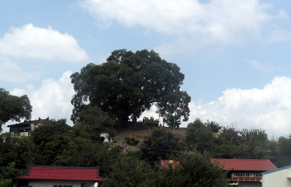 드라마 ‘우영우’ 속 팽나무 인기