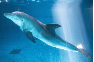 제주 퍼시픽리솜(구 퍼시픽랜드)에 있는 남방큰돌고래 ‘비봉이’. 2005년 제주 비양도 근처에서 붙잡혀 17년 넘게 수족관 생활을 한 23세 전후의 수컷 돌고래인 비봉이는 제주 연안에서의 야생 적응 훈련 뒤 이르면 올해 안에 바다에 방류된다. 해양수산부 제공