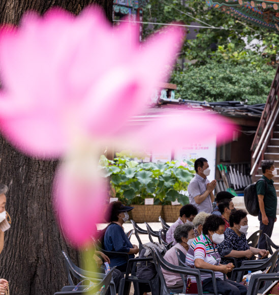 연꽃아래 소망 담긴 기도