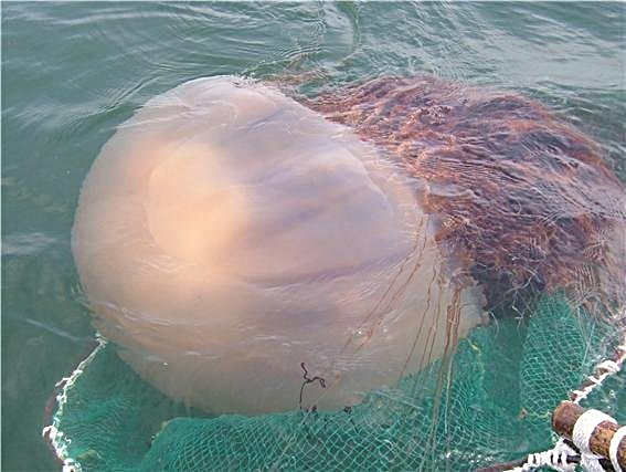 바다에서 발견된 대형 해파리. 국립수산과학원 제공