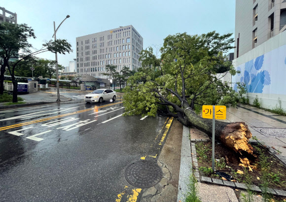 강풍에 쓰러진 인천 시내 가로수