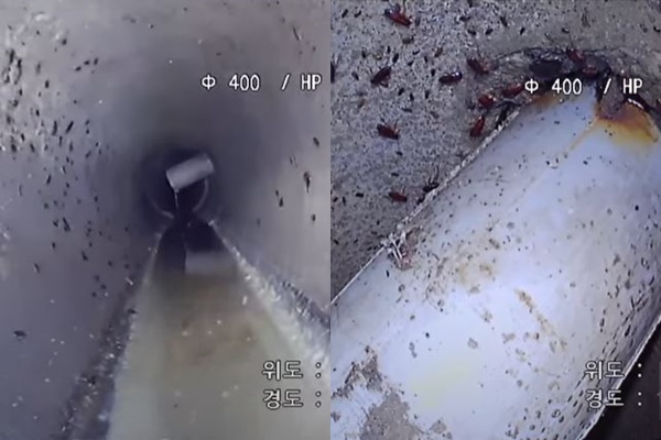 하수구에 연결된 가정관 안에 서식하는 바퀴벌레들. 유튜브 영상 캡처