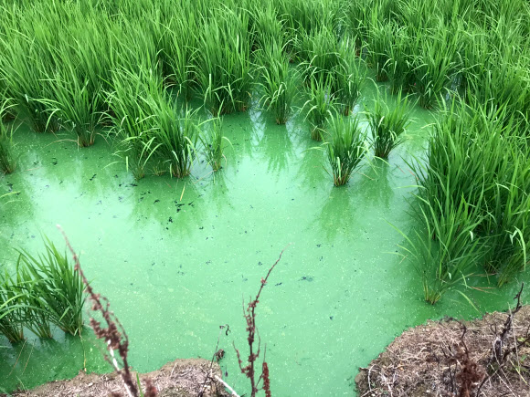 논에까지 퍼진 녹조