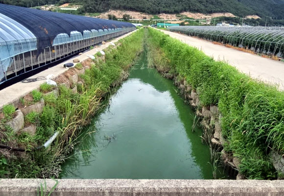 농수로에까지 녹조