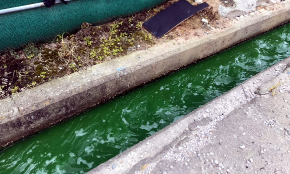 농수로에까지 녹조