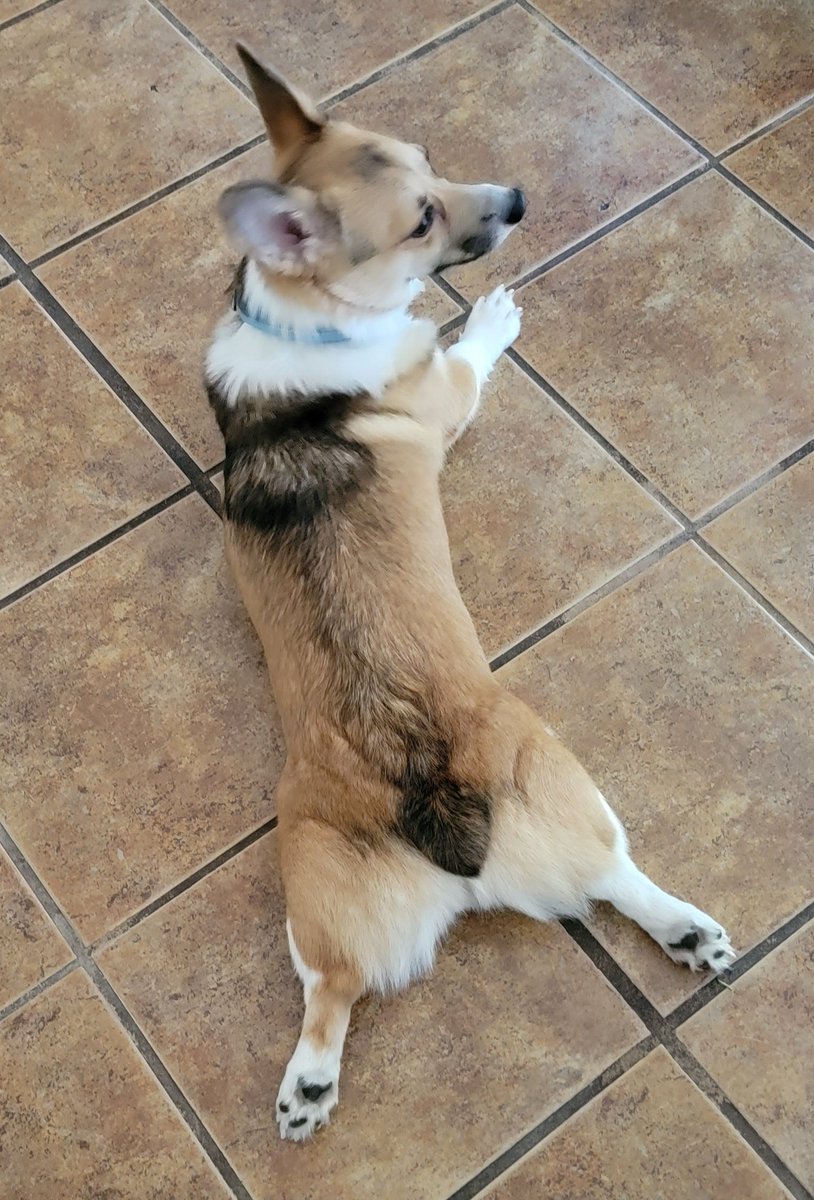 Splooting on a Wednesday!