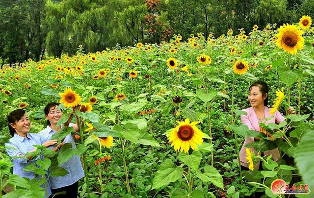 북한, ‘해바라기’ 농사 독려…“재배 면적 계속 확대”