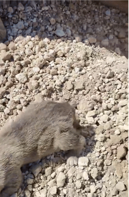 수의사 소너 뷔위메즈가 산사태로 파묻힌 개와 강아지를 맨손으로 땅을 파헤쳐 구출했다. 뷔위메즈 페이스북 캡처