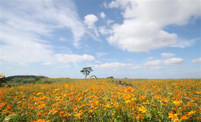 가을 하늘 아래 코스모스