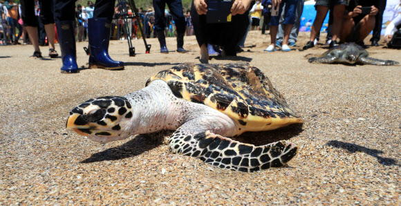 ‘고향 바다로’