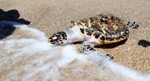 ‘고향 바다로’