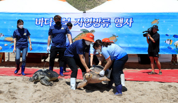 바다거북 방류행사