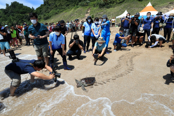 바다거북 방류행사