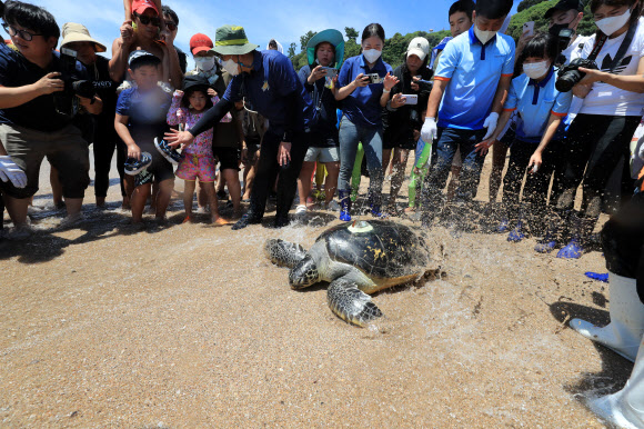 고향으로 돌아가는 바다거북