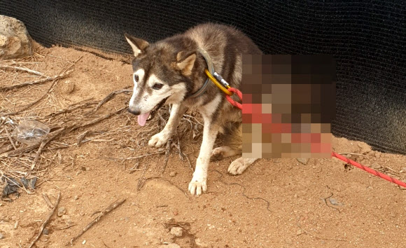 26일 오전 제주시에서 몸통에 화살이 관통된 개가 발견됐다. 제주시 제공