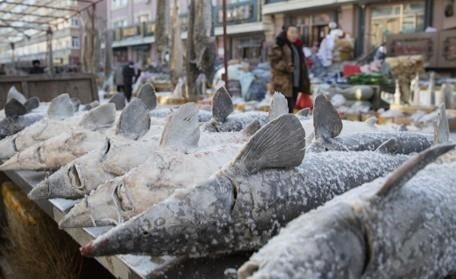 중국의 한 수산시장에 진열된 냉동 생선(위 기사와 관련 없음). 연합뉴스