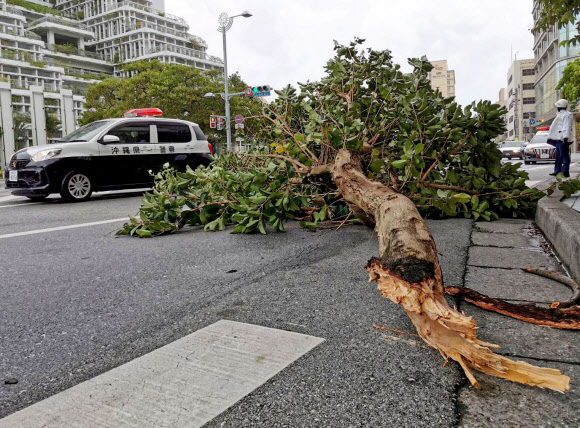 태풍 힌남노가 강타한 일본 오키나와현 나하시에서 4일 강풍에 부러진 나무가 도로에 쓰러진 모습. 2022.9.4 교도 연합뉴스