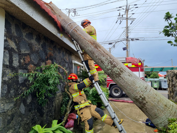 제11호 태풍 힌남노가 제주를 강타한 5일 오전 서귀포시 대정읍 신도리에서 마당에 있던 나무가 쓰러져 소방당국이 안전 조치에 나서고 있다. 2022.09.05. 제주소방안전본부 제공