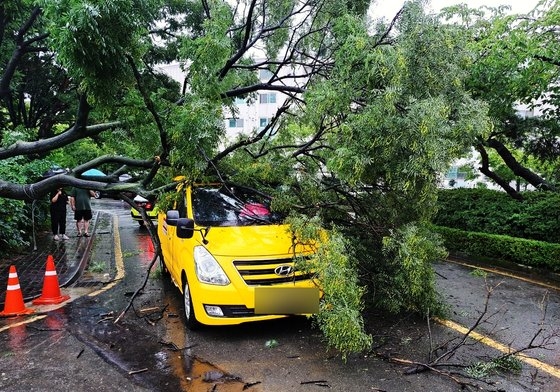 5일 오후 인천시 동춘동 한 아파트 인근 도로에서 가로수가 강풍에 쓰러져 달리던 학원 차량을 덮쳤다. 뉴스1 