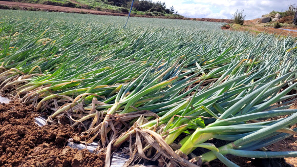 태풍 피해 입은 대파밭