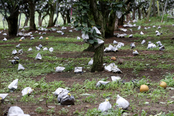 ‘우수수 떨어진 배’ 태풍 힌남노 영향