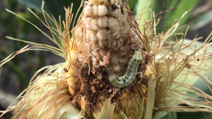 작물을 먹어치우는 해충 ‘옥수수 귀벌레’