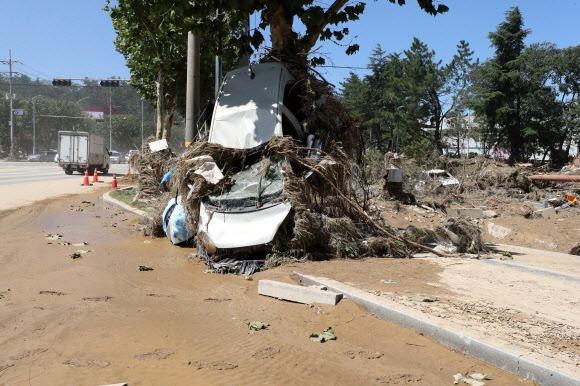 나무에 걸린 차