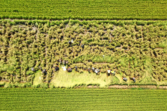 다시 일어나는 벼들