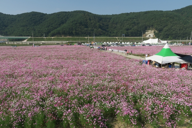 하동군 북천면 코스모스 메밀꽃 꽃단지  