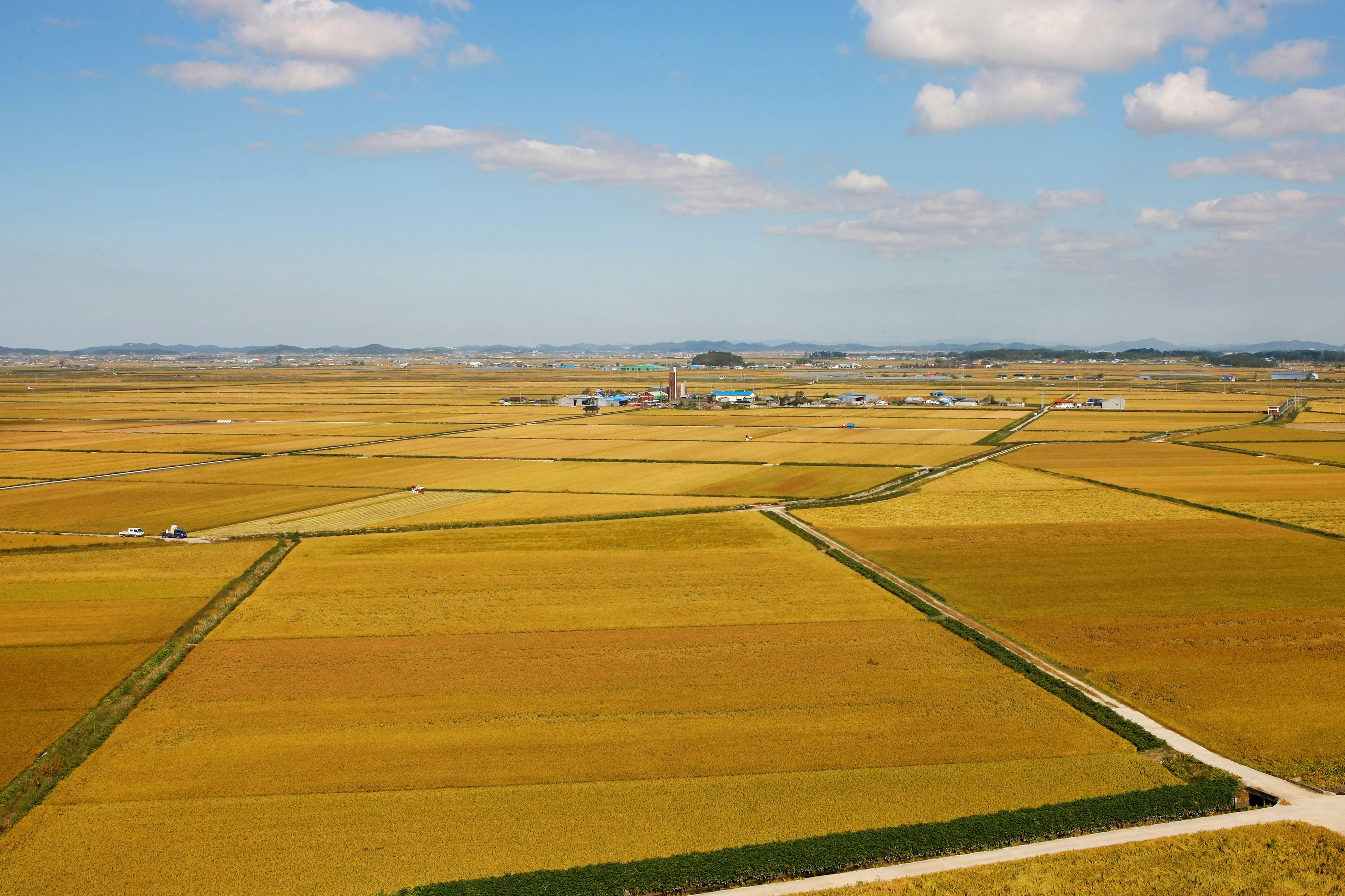 풍년농사가 예상되지만 쌀값이 45년만에 최대 폭으로 하락해 농심이 타들어가고 있다.