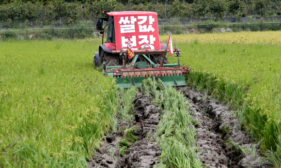 15일 오전 경남 함안군 가야읍 묘사리 한 논에서 농민이 농기계를 이용해 수확을 1개월여 앞둔 볏논을 갈아엎고 있다. 이날 전국농민회총연맹 부산경남연맹 등 농민 100여명은 45년 만에 최대로 폭락한 쌀값에 대해 정부가 대책을 마련하라고 촉구했다. 2022.9.15  연합뉴스