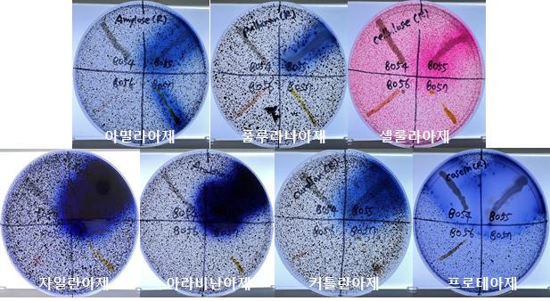 미트수아리아 키도사니타비다(Mitsuaria chitosanitabida) 균주의 효소 활성