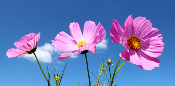 가을 알리는 코스모스