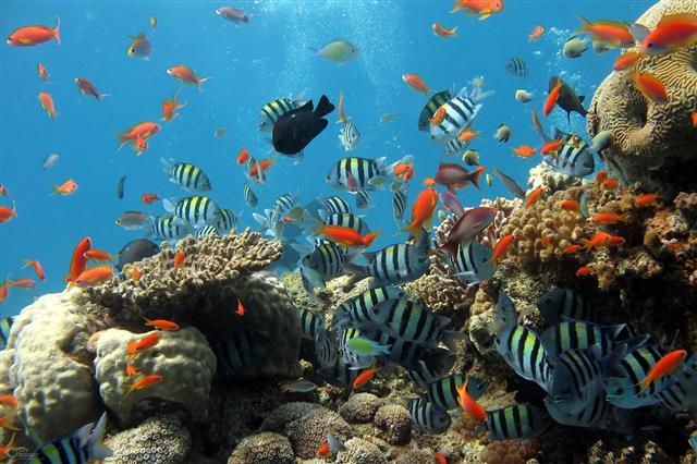 온난화로 인해 해수 온도가 올라가면서 물고기들의 서식지인 산호초가 죽고 해양생물의 감소와 멸종으로 이어지고 있다. 픽사베이 제공