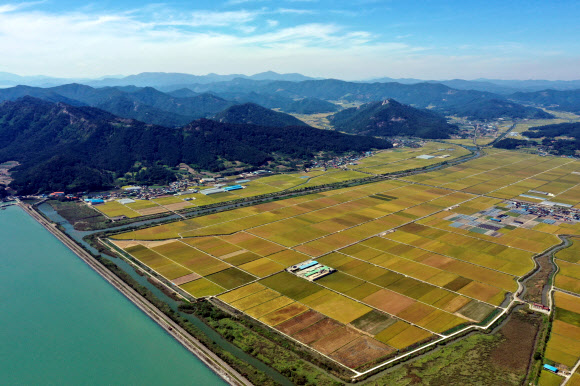 간척지의 황금빛 들녘