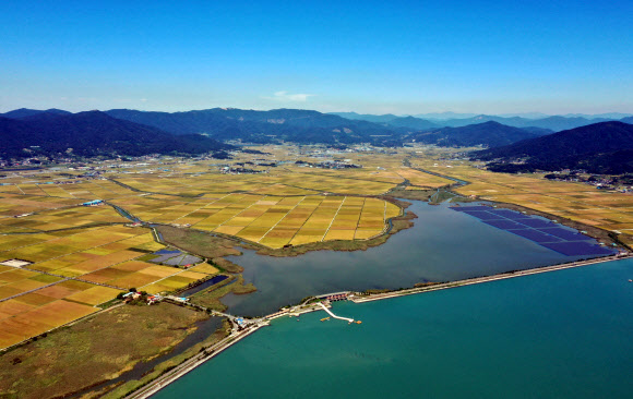 간척지의 황금빛 들녘