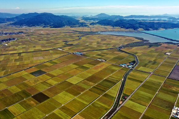 수확기 맞는 황금빛 들녘