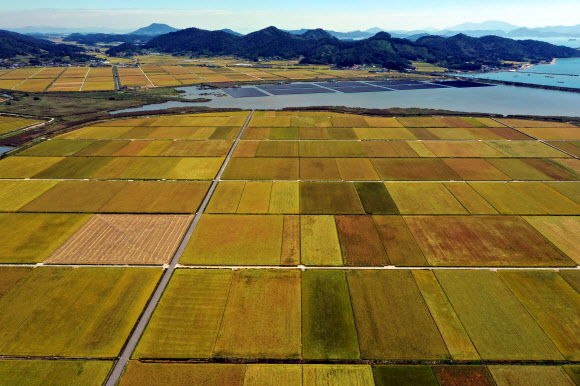 수확기 다가오는 황금빛 들녘
