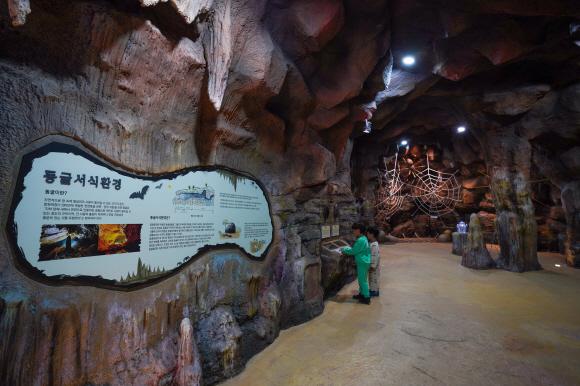 동굴 속 곤충들을 살펴볼 수 있는 동굴곤충나라.