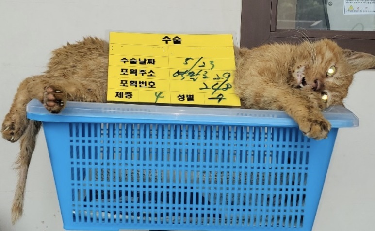 단독] 수술대에서 죽은 아기 고양이… 포획업자·수의사 통장엔 나랏돈 꽂혔다 | 서울신문