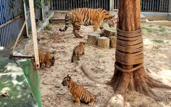 대전오월드서 100일 맞은 백두산호랑이 3남매 공개