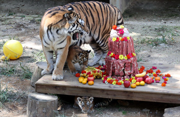 100일 맞은 백두산호랑이 3남매