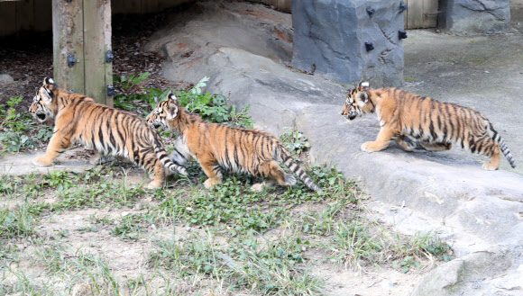 100일 맞은 백두산호랑이 3남매