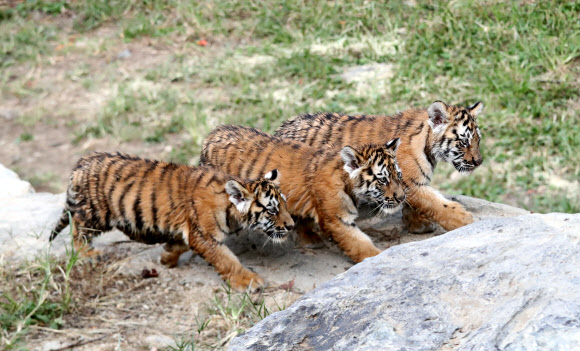 ‘위풍당당하게 걷자’ 100일 된 백두산 호랑이 3남매