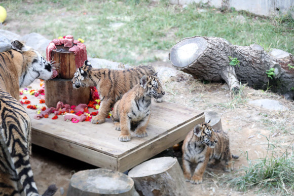 어미는 고기 구경, 100일 맞은 백두산호랑이는 사람 구경